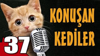 Konuşan Kediler 37  En Komik Kedi Videoları [upl. by Anaic481]