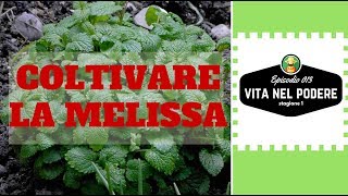 COLTIVARE LA MELISSA  VITA NEL PODERE 013  ORTO E GIARDINAGGIO [upl. by Legna]