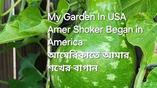 My Garden 😁 Amer shoker began [upl. by Nitsew46]