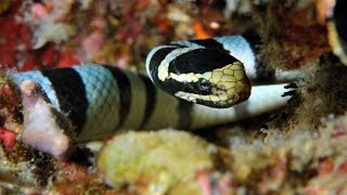 Sea Snakes Can Breathe Through Their Skin [upl. by Anotal]