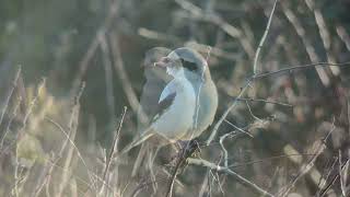 Piegrièche des steppes Steppe Grey Shrike Port du Stiff Ouessant Octobre 2024 [upl. by Anzovin]