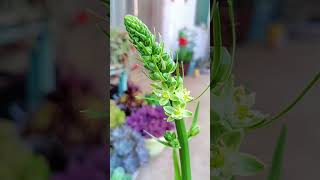 Ornithogalum bracteatum Thunb ornithogalum  SUCCULENTZONECOM [upl. by Eerot874]