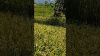 ricefield ricefarmer rice automan nepal Baglung [upl. by Koser]