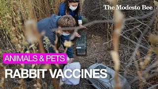 See wild rabbits get vaccines near Modesto [upl. by Aldis]