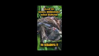 ULAR INI GAGAL MEMANGSA ANAK BURUNG  INI SEBABNYA ‼️ [upl. by Calisa]