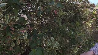 Trimming and pruning Weigela florida Variegata [upl. by Camroc848]