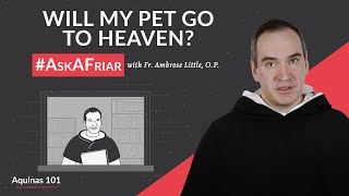 Will My Pet Go to Heaven AskAFriar Aquinas 101 [upl. by Aihsatal]