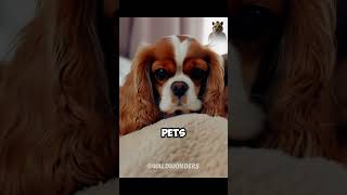 Cavalier King Charles Spaniel Royal Pet animalfacts cavaliers dogbreeds doglovers [upl. by Hessler]