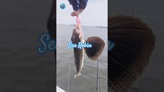 New Jersey Back Bay Fishing in September fishing рыбалка [upl. by Aciras]