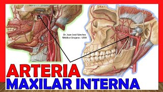 🥇 ARTERIA MAXILAR INTERNA Anatomía ¡Explicación Sencilla [upl. by Thapa750]