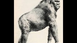 Gigantopithecus blacki Extinct Giant Ape Largest Primate to Walk the Earth [upl. by Deyas]