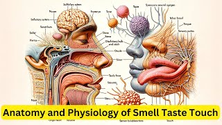 Anatomy and Physiology of Smell Taste Touch [upl. by Norvall860]