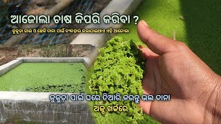 How to Grow Azolla Plant at Home [upl. by Ahouh795]