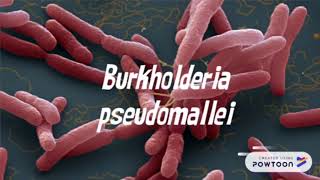 Burkholderia mallei e B pseudomallei  Micro Geral  Vet UPF  20181 [upl. by Sakovich]