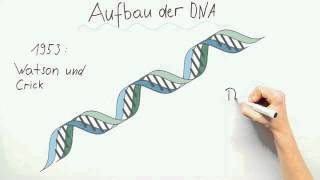 Aufbau der DNA  Biologie  Genetik [upl. by Diogenes]