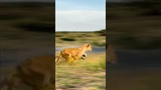 Flying warthogs Wildlife close up confusing animal behavior [upl. by Sikata]