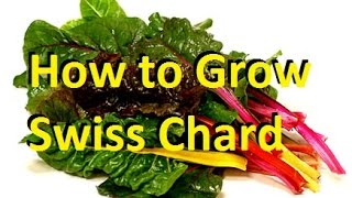 How to Grow Swiss Chard  Complete Growing Guide [upl. by Neerod159]