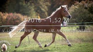 Prämienhengst liz Sternzauber  Haflinger Deckhengst [upl. by Talmud]