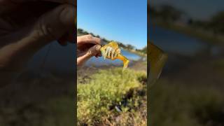 2nd bass pond fishing with a sleeper gill My wife is slaying the bass [upl. by Gorlicki760]