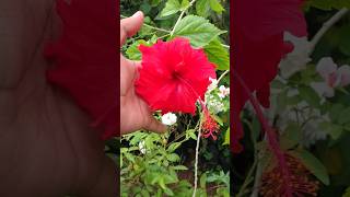 The Hidden Beauty of Hibiscus Flowers gardening plants [upl. by Orlan]