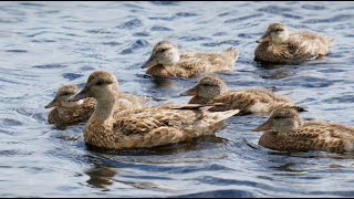 Large Gadwall Duck Family Swimming in the Water  Ducklings [upl. by Brade]