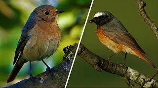 Common REDSTART ♫ Singing amp Calling ♫ [upl. by Hatcher595]