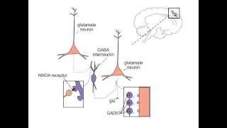 Schizophrenia and NMDA Receptors [upl. by Udell381]