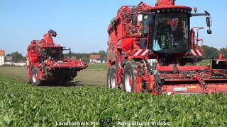 Holmer  Claas  Hawe  Rübenernte  Harvesting Beets 2021 pt3 [upl. by Elocaj548]