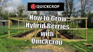 How to Grow Hybrid Berries with Quickcrop [upl. by Philomena]