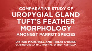 Comparative Study of Uropygial Gland Tufts Feather Morphology Amongst Parrot Species [upl. by Yreffoeg]