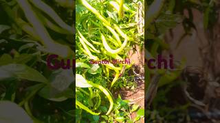 Guntur Mirchi number one quality one tree two kgs🌾🌾🌾🌶️🌶️🌶️🌶️🌶️🌶️ [upl. by Zaragoza]