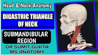 DIGASTRIC TRIANGLE  Anatomy [upl. by Sukramaj]