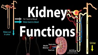 Kidney Homeostatic Functions Animation [upl. by Zalea]