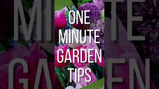 Planting 200 Tulips🌷🌷🌷Garden Entity gardenentity tulipbulbs planting shortsvideo shorts [upl. by Harty]