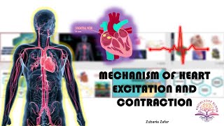 Mechanism of Heart Excitation and Contraction  SinoAtrial Node  AV Node  Biology Class 11 [upl. by Ursuline]