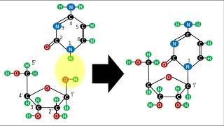 Bioquímica  Estructura de los nucleótidos [upl. by Asilav]