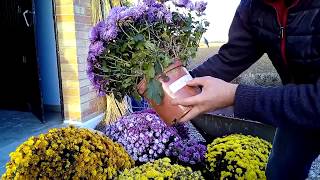 comment faire les boutures de chrysanthèmes [upl. by Giacomo]