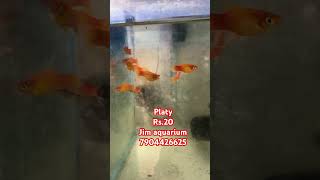 platy available aquariumshop platy redplaty balooplaty redbaloonplaty sunsetplaty [upl. by Kcirrej396]