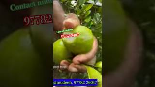 Seedless lemon l തൈകൾ ലഭിക്കും lemon [upl. by Darya]