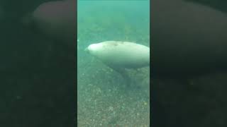 sea lion off Carnac islands [upl. by Shaefer]