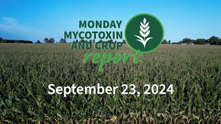 Monday Mycotoxin and Crop Report for September 23 2024 [upl. by Riba]