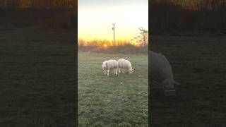 Sunrise With My Pet Sheep sheep [upl. by Ahsineg]