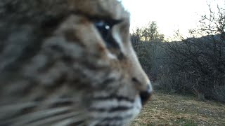 Bobcat Screaming [upl. by Learsiy205]