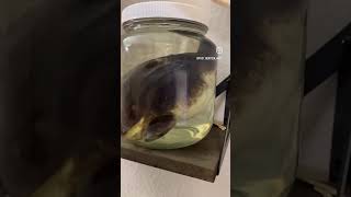 Embalmed African bullfrog biology taxidermy science art nature naturalscience [upl. by Elatsyrc3]