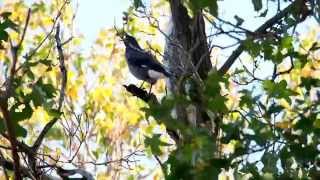 Pied Currawong calling [upl. by Talley]