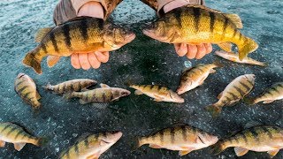 JUMBO Perch CATCH and COOK Ice Fishing [upl. by Adin330]