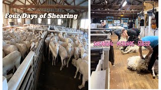 Shearing Merino Sheep  sheep sheepfarming sheeps farming shearing [upl. by Royd443]