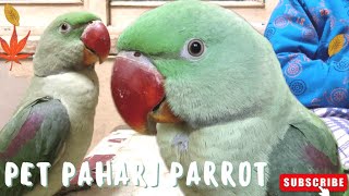 Alexandrine Baby Parrot Playing With Baby  Mithu Video Parrot alexanderparrot [upl. by Innig]