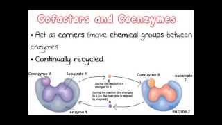 Factors Affecting Enzyme Activity Part 2  A Level AS Biology Revision [upl. by Reniti943]