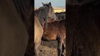 Stallion Thunder meets Toffee with her foal । Encontro de Cavalos [upl. by Mindy]